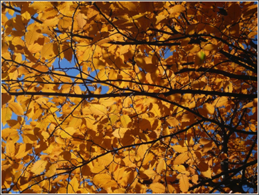 bham autumn orange 3